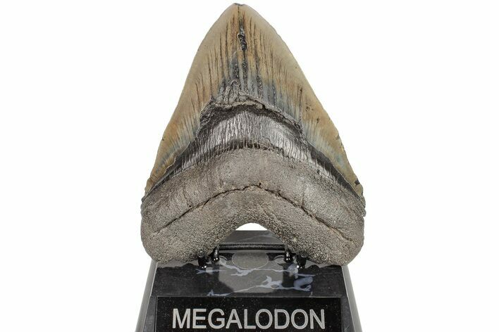 Huge, Fossil Megalodon Tooth - South Carolina #204584